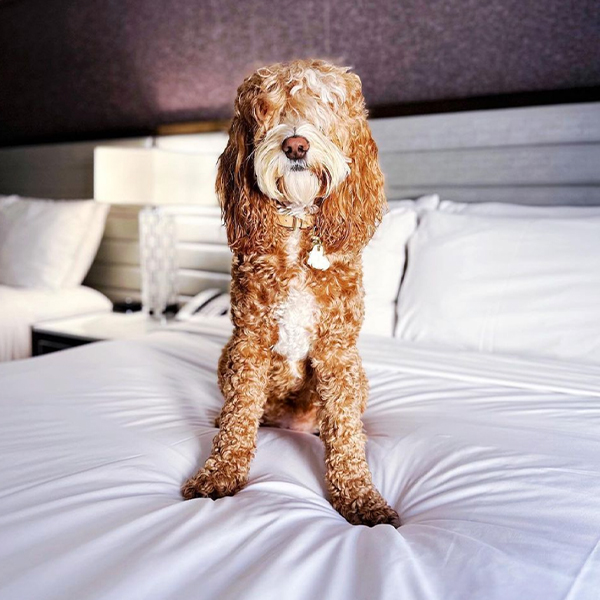 a dog on a hotel bed